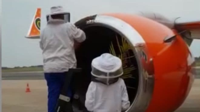 Bees in South African plane’s engine delay flights