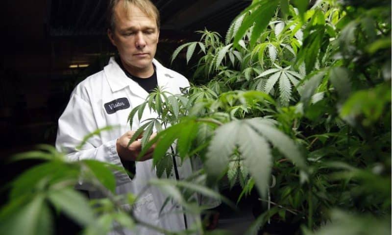 Canopy Growth CEO: We’re not the Amazon or Google of pot yet, but we want to be