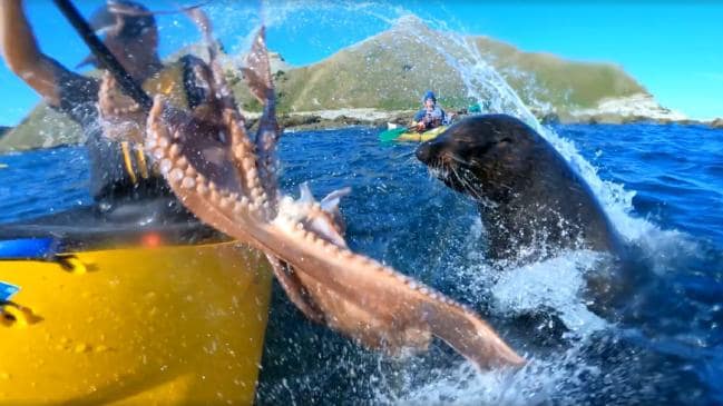 ‘Mate, what just happened?’ Seal slaps kayaker in face with octopus