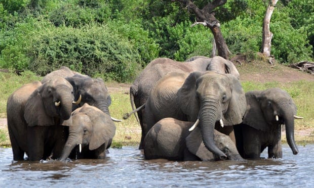 Botswana rejects claims of elephant poaching surge