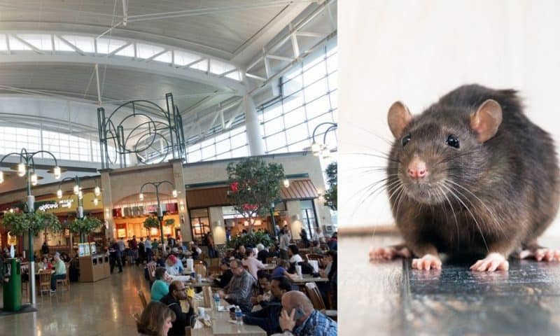 This US airport is battling a rat infestation
