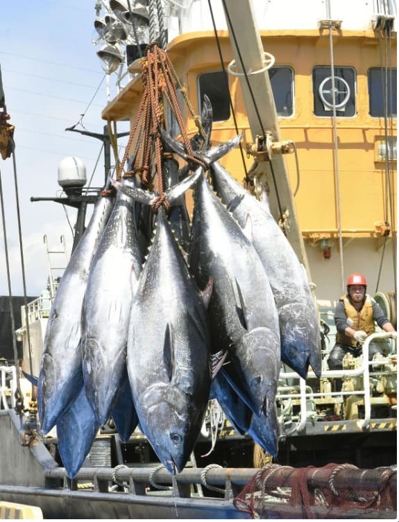 Japan's Pacific bluefin tuna fishing quota to remain unchanged