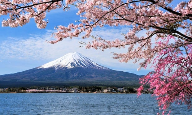 Typhoons ‘trick’ Japan’s cherry trees into blooming months early