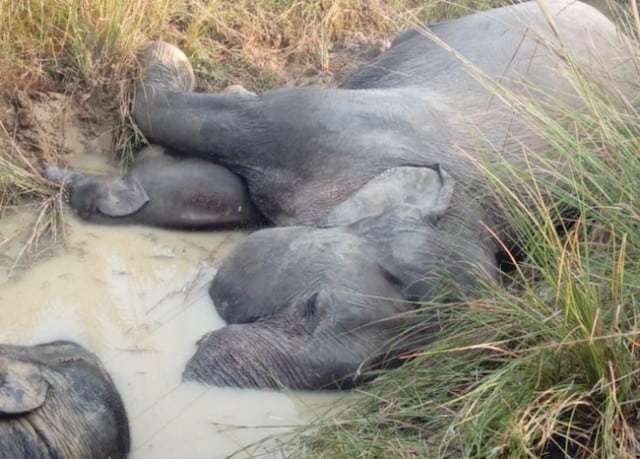 Elephants electrocuted