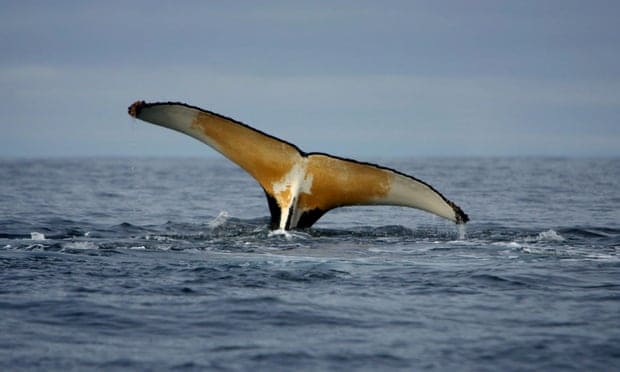 Antarctic’s future in doubt after plan for world’s biggest marine reserve is blocked