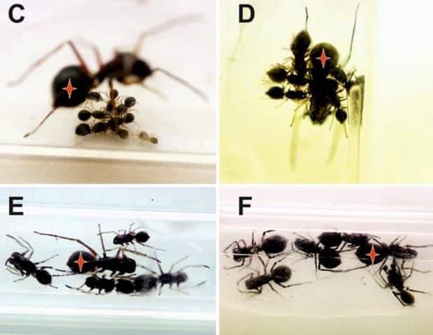 Scientists discover spider species that feeds its young milk