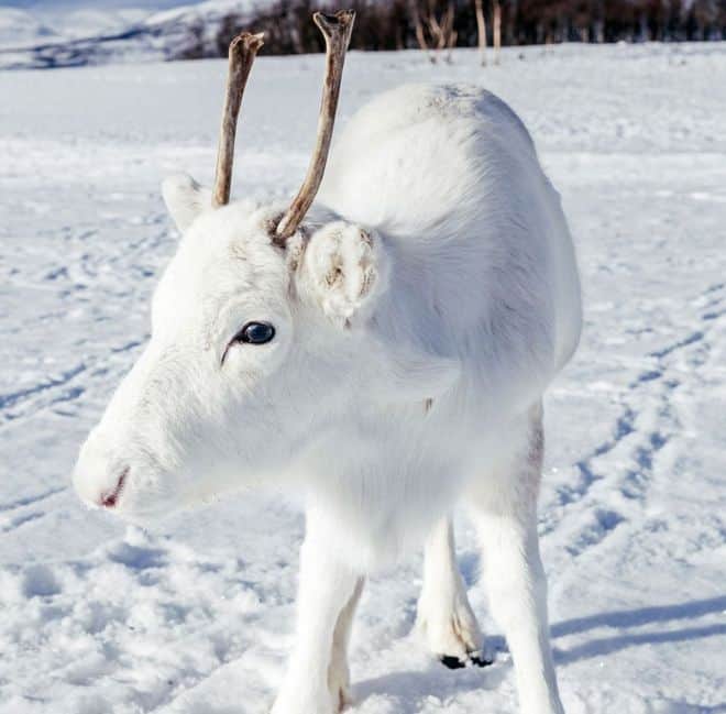 white reindeer teddy