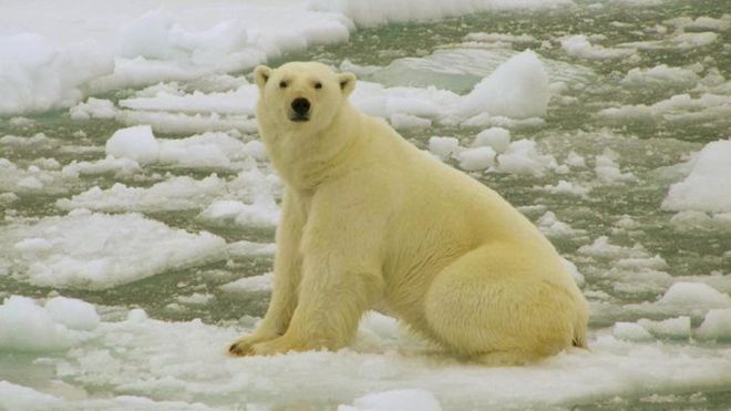 Russia islands emergency over polar bear ‘invasion’