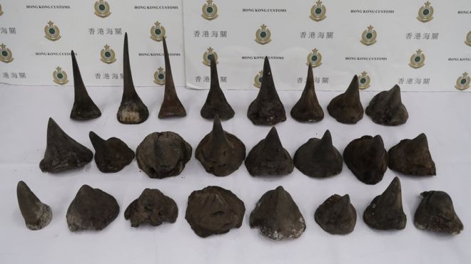 Hong Kong seizes $1m worth of rhino horn at airport