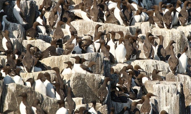 Netherlands puzzles over death of estimated 20,000 guillemots