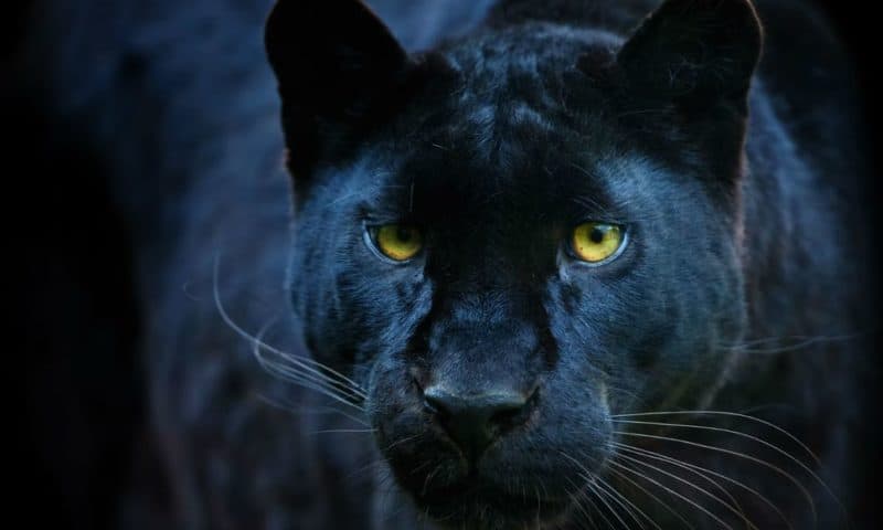 Rare Black Leopard Spotted in Kenya