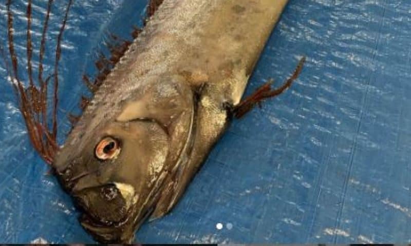 Dead deep-sea oarfish spark earthquake and tsunami fears in Japan