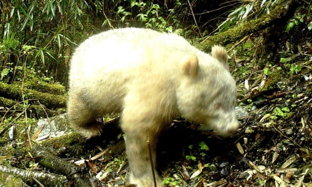 Albino panda caught on camera in China in world first