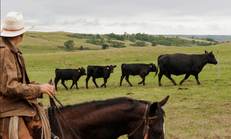 EU Hails Draft Deal to Boost US Beef Imports