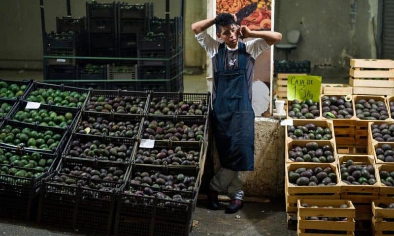 Mexican Avocado Growers Expect US Consumers to Bear Tariffs