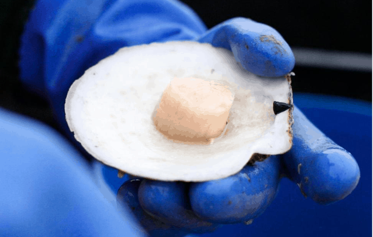America’s Got Scallops: Catch Is Up, Consumers Shelling Out