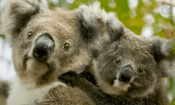 Koala and kangaroo culling considered as numbers become ‘overabundant’