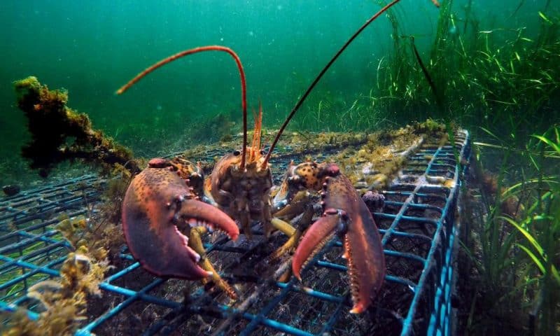 Lobster Catch Headed for Decline, Not Crash, Scientists Say