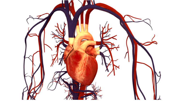 How blocking a ‘first responder’ in blood vessels could prevent heart disease