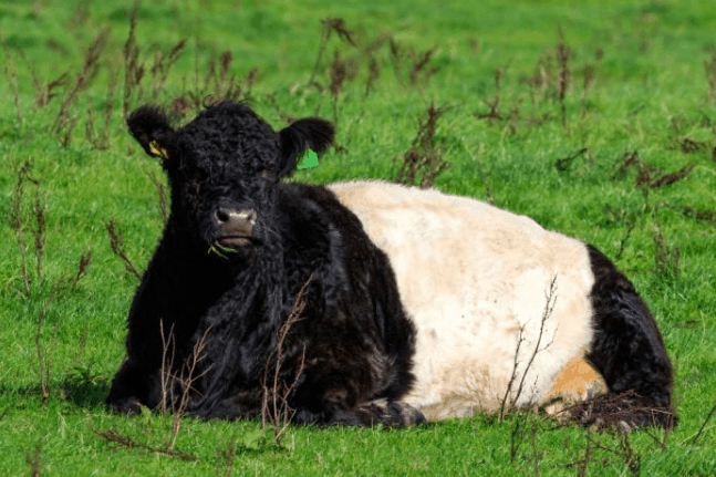 Dumfries Cow DNA Research – Key To Human Longevity?