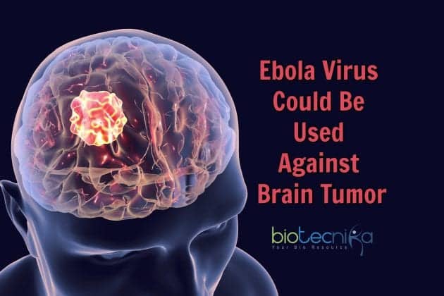 How Ebola Virus Could Be Used To Cure Brain Tumor