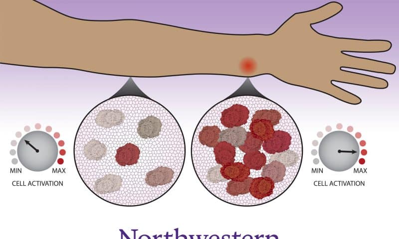 Immune cells consult with neighbors to make decisions