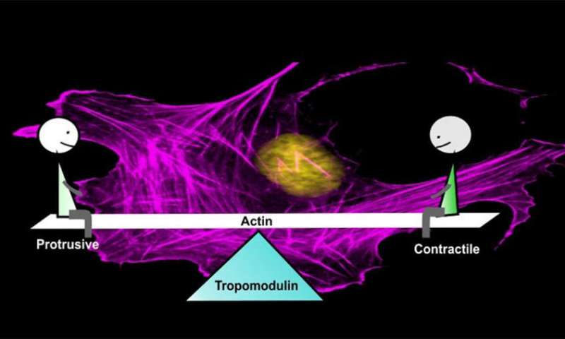 Researchers identify protein that maintains balance between protrusive and contractile machineries