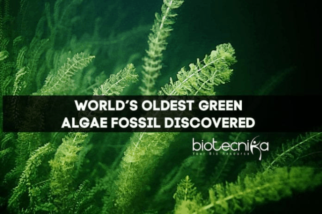 World’s Oldest Green Algae Fossil Discovered in China
