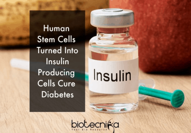 Scientists May Have Developed A Long Term Cure For Diabetes