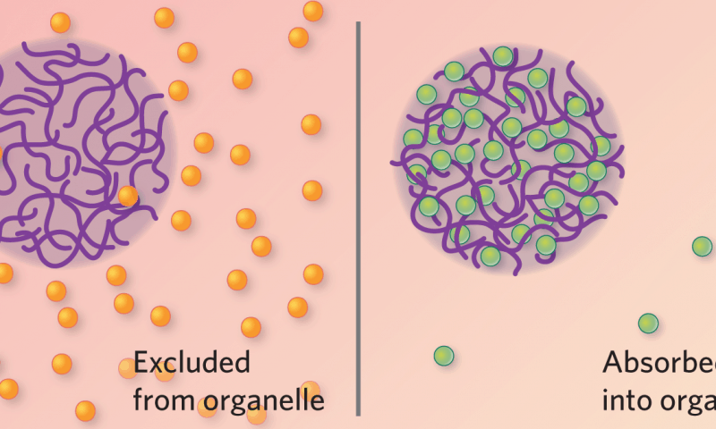 New method to create ‘membraneless compartments’ lends insight into cellular processes