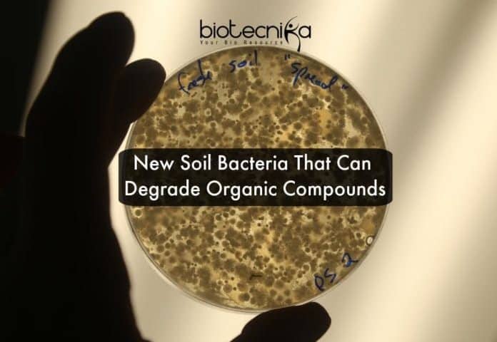 This Newly Identified Soil Bacteria Can Fight Pollutants & Climate Change