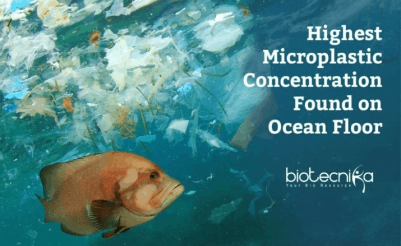 Highest Microplastic Concentration Found Deep Down On Ocean Floor