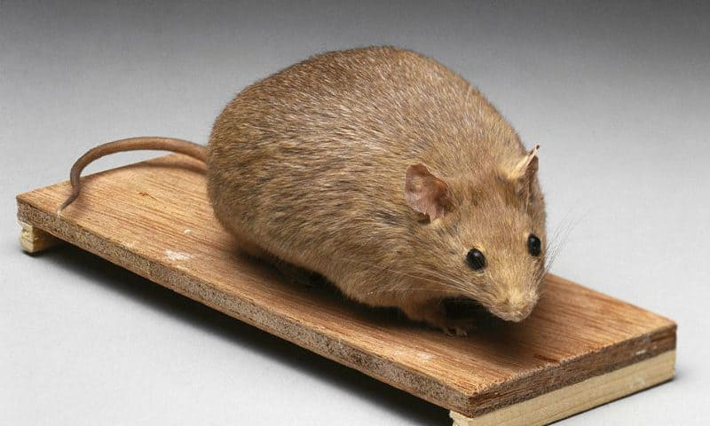 Gene therapy cuts fat and builds muscle in sedentary mice on unhealthy diets