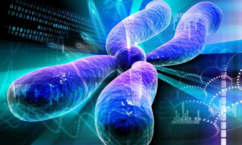 On PAR: How X and Y Chromosomes Recombine During Meiosis