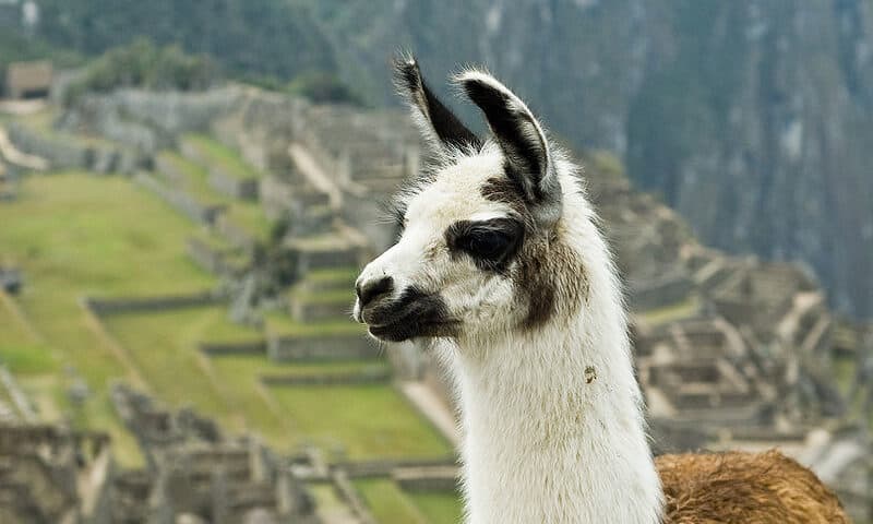 UCSF engineers develop llama-inspired ‘AeroNabs’ to strangle COVID-19 with an inhaler