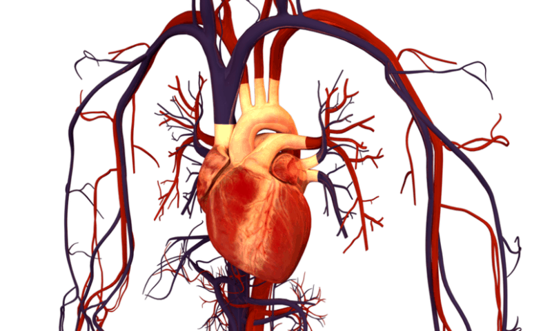 New atlas of the human heart could guide personalized medicine in cardiology