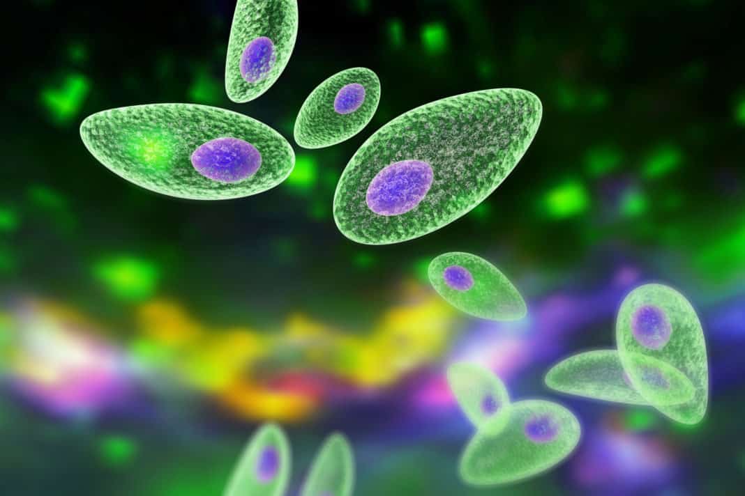 Toxoplasmosis Vaccine for Cats Benefits from Stealthy CRISPRCas9