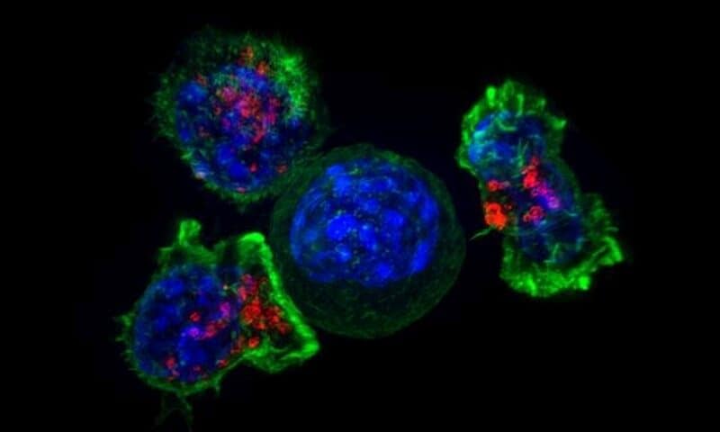Enhancing cancer-fighting T cells by manipulating their microenvironment