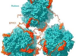 Mystery behind an enigmatic organelle solved