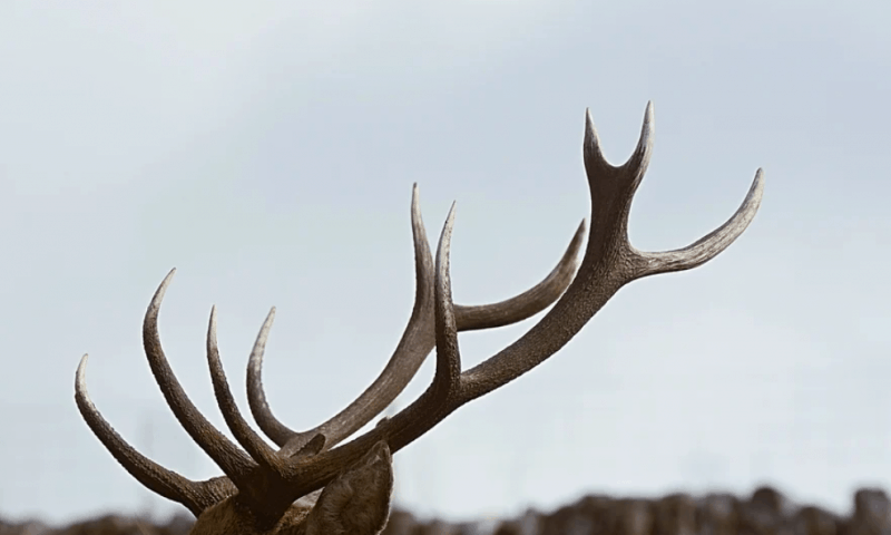 Caribou nets $115M to boost CRISPR tech, advance off-the-shelf cell therapies