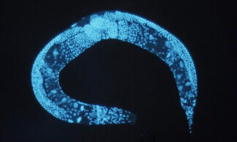 How roundworms could inspire new treatments for obesity and other food-related diseases