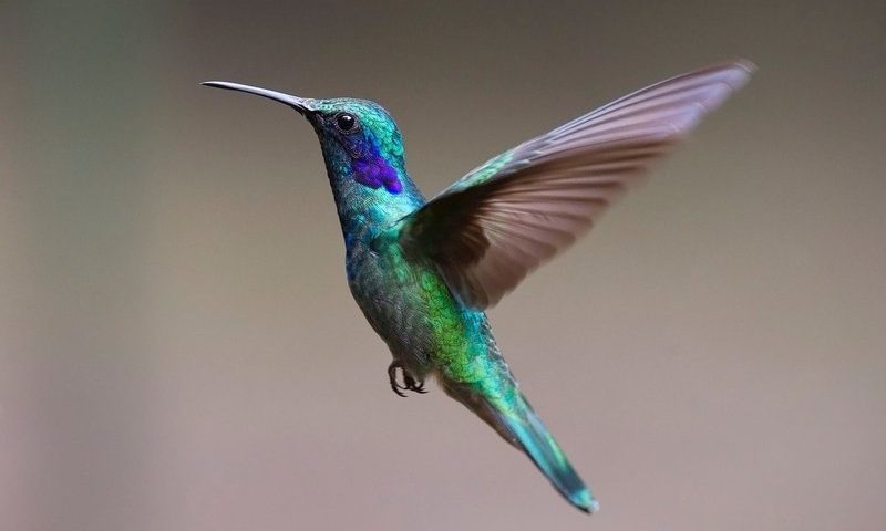 Hummingbird Bioscience buzzes with $125M series C led by Novo Holdings