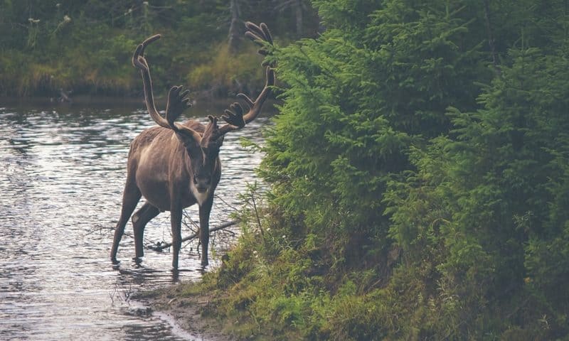 Caribou grabs $304M IPO to herd off-the-shelf CAR-Ts into the clinic