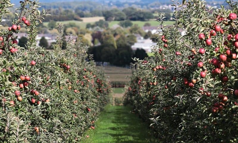 Orchard picks an apple from Novartis’ field with new chief technical officer