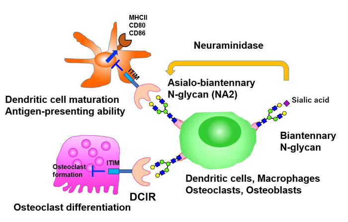 Regulatory interaction pinpointed that could pave new pathway for treating inflammatory diseases