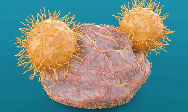 A2 Bio’s activator-blocker CAR-T cell therapies show early promise in solid cancers