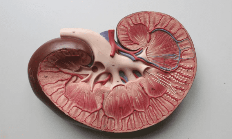 Medtronic touts 3-year data from its renal denervation system for high blood pressure