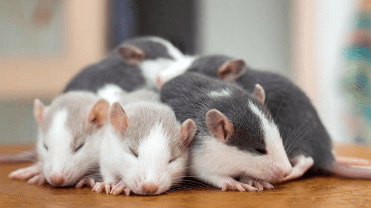 Rest easy—research shows gene editing could hold the key to deep sleep