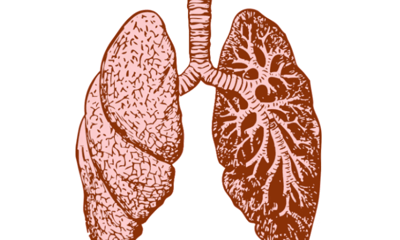Pliant surges as phase 2 data raise hopes for lung disease asset￼