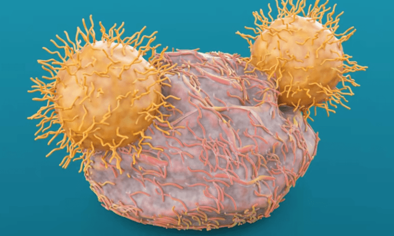 Legend scraps early-stage CAR-T for lymphoma 6 weeks after clinical hold lifted￼